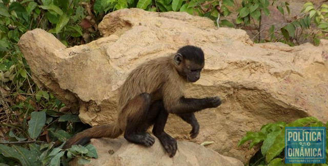 Alguns macacos fugiram no Zoobotânico (Foto: Reprodução/Facebook Zoobotânico)