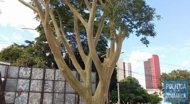 Angico mobilizou população, arquitetos e artistas da cidade, que criticam urbanização sem preservação de árvores. (Foto: Divulgação / Facebook)