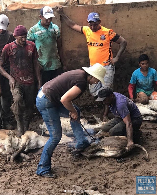 Janaínna ferrando gado no Norte do Piauí (Foto: Reprodução/Instagram)