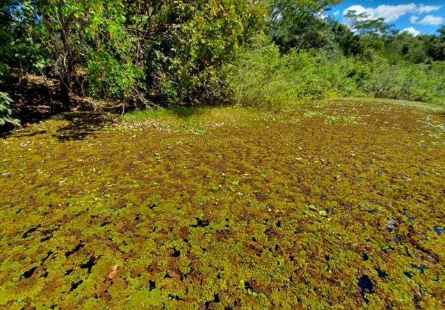 FOTO: Alcides Filho